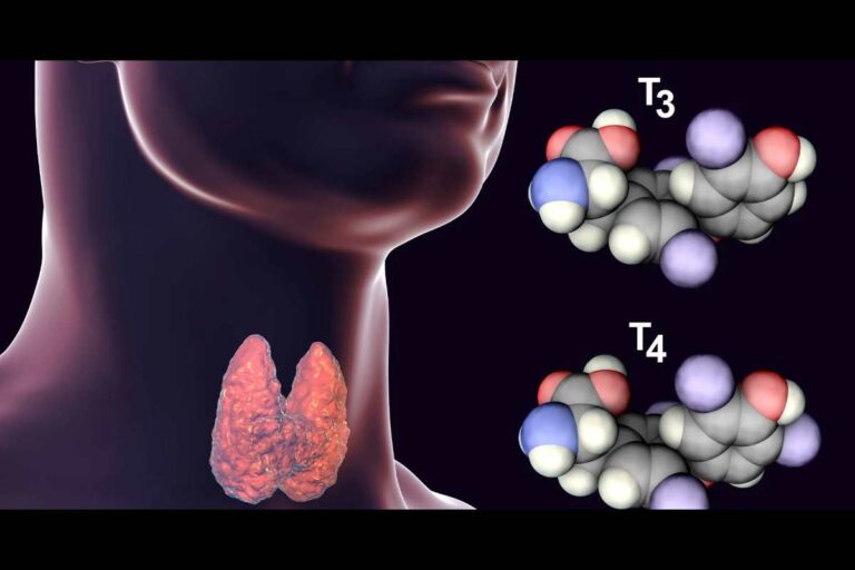 What is the T3 Hormone?