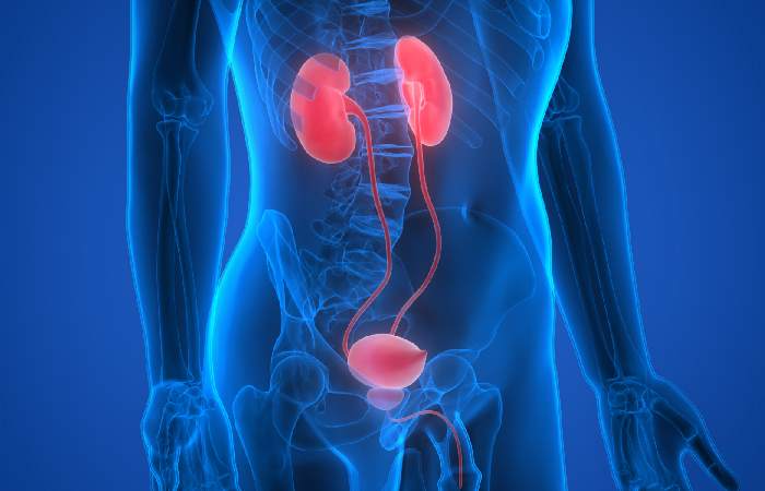 When Should You See a Urologist Immediately?