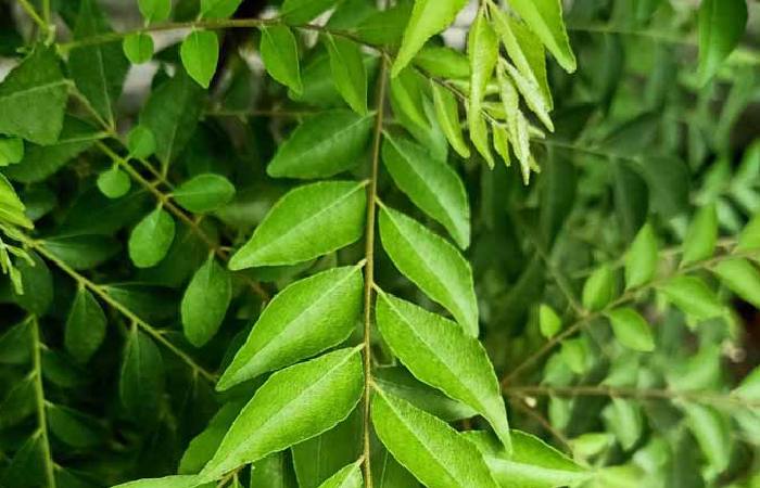 Curry Leaves